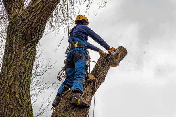 Best Local Tree Services  in Quitman, TX